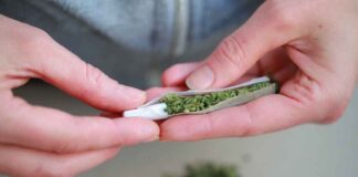 Senado aprueba uso lúdico de la marihuana