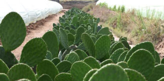 Baba de nopal, efectiva para la piel y en medicamentos