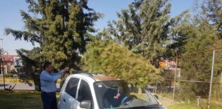 Inicia Coacalco recolección de árboles de navidad