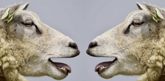 Debate electoral equivocado: neoliberalismo vs. populismo