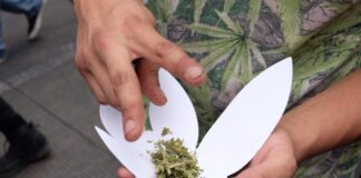 Alistan aprobación del uso lúdico de cannabis en Cámara de Diputados