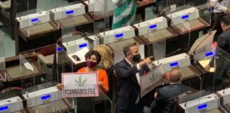 Diputados aprueban, en lo general uso de la marihuana con fines lúdicos