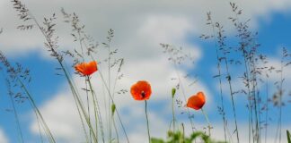 La discordia y el cultivo de errores