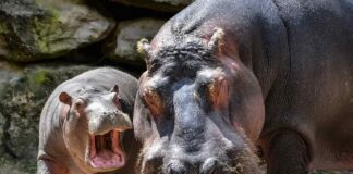 Un legado de Pablo Escobar