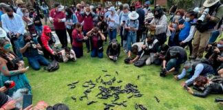 Critican a alcaldes de Morena en CDMX por maltrato a ajolotes Ajolotes Morena, Xochimilco